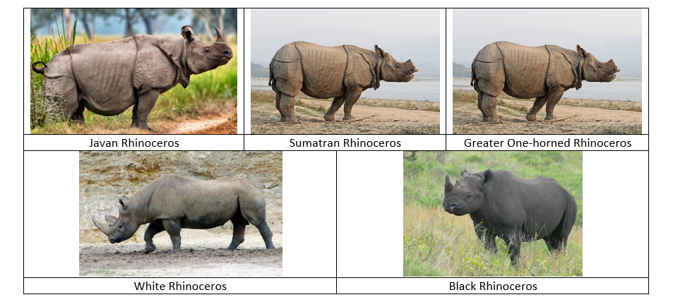 THE GREATER ONE-HORNED RHINOCEROS – A SPECIES PROTECTED IS A HERITAGE